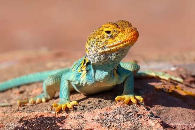 Common Collared Lizard