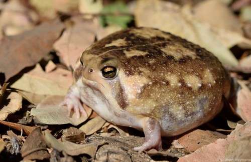 Common Rain Frog