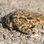 Common Toad..