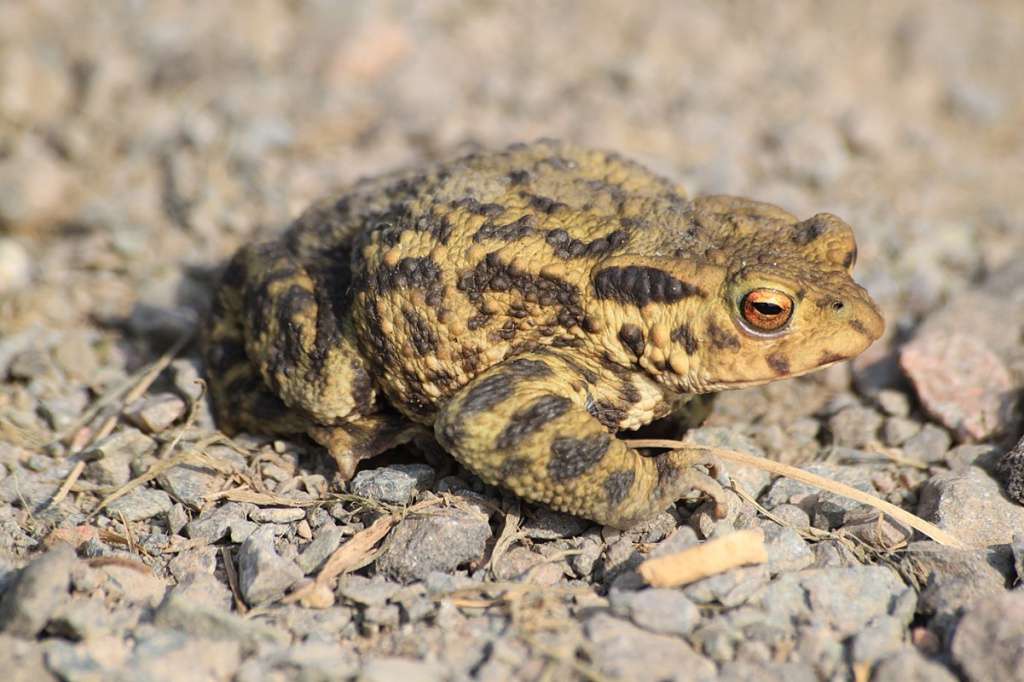 Common Toad..