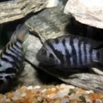 Convict cichlid fish
