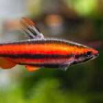 Coral-red pencil fish