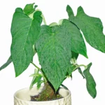 Corrugatum plant
