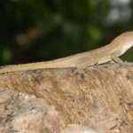 Crested Anole