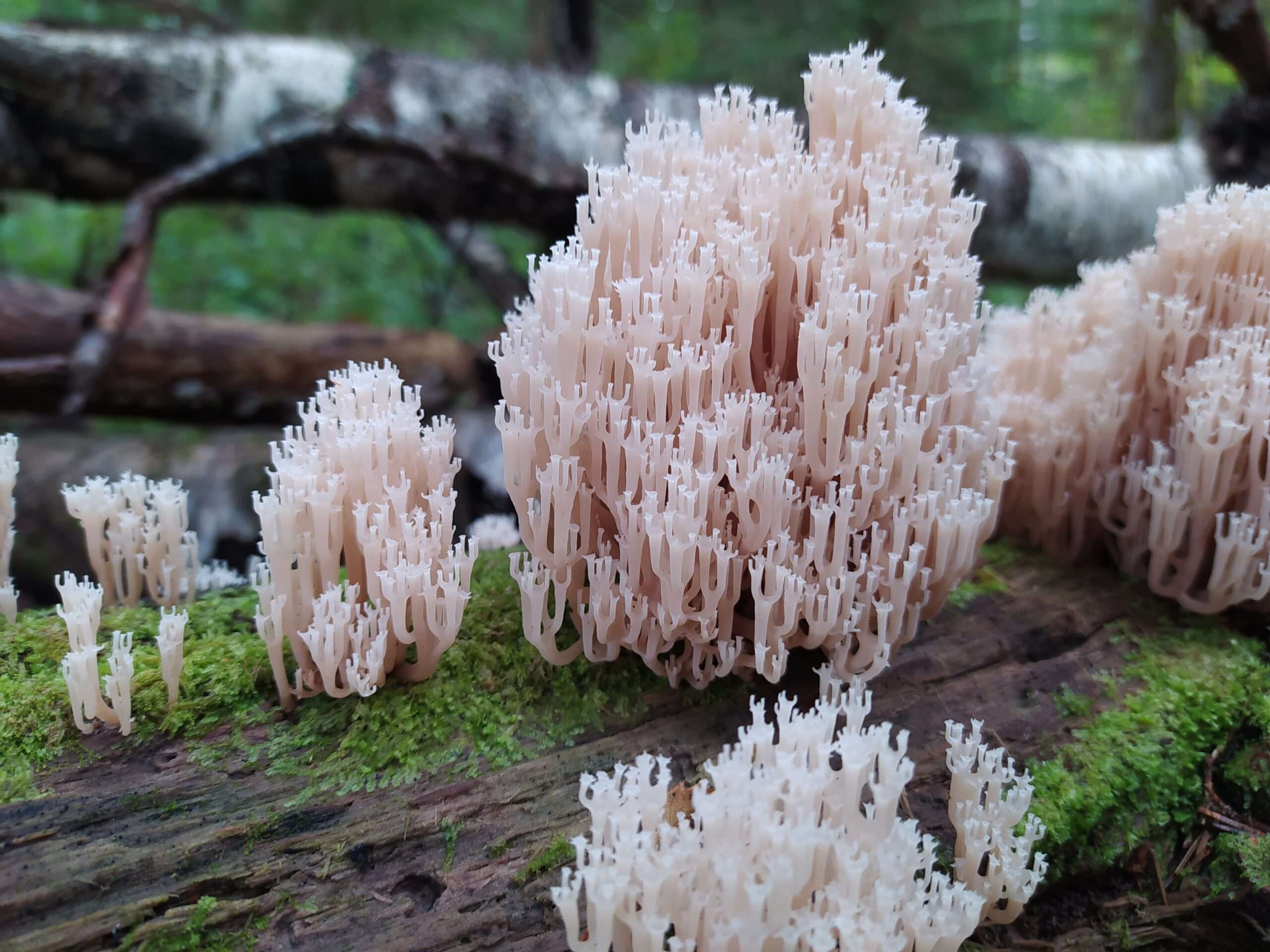 Crown-Tipped Coral.