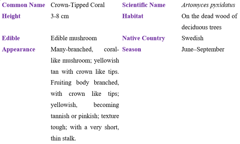 Crown-Tipped Coral table