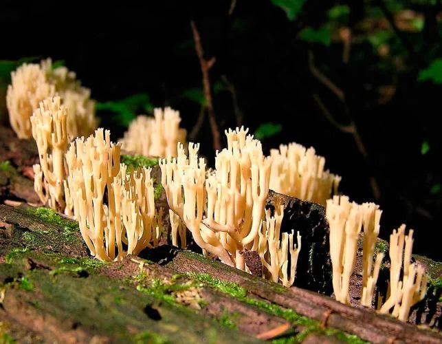 Crown-Tipped Coral