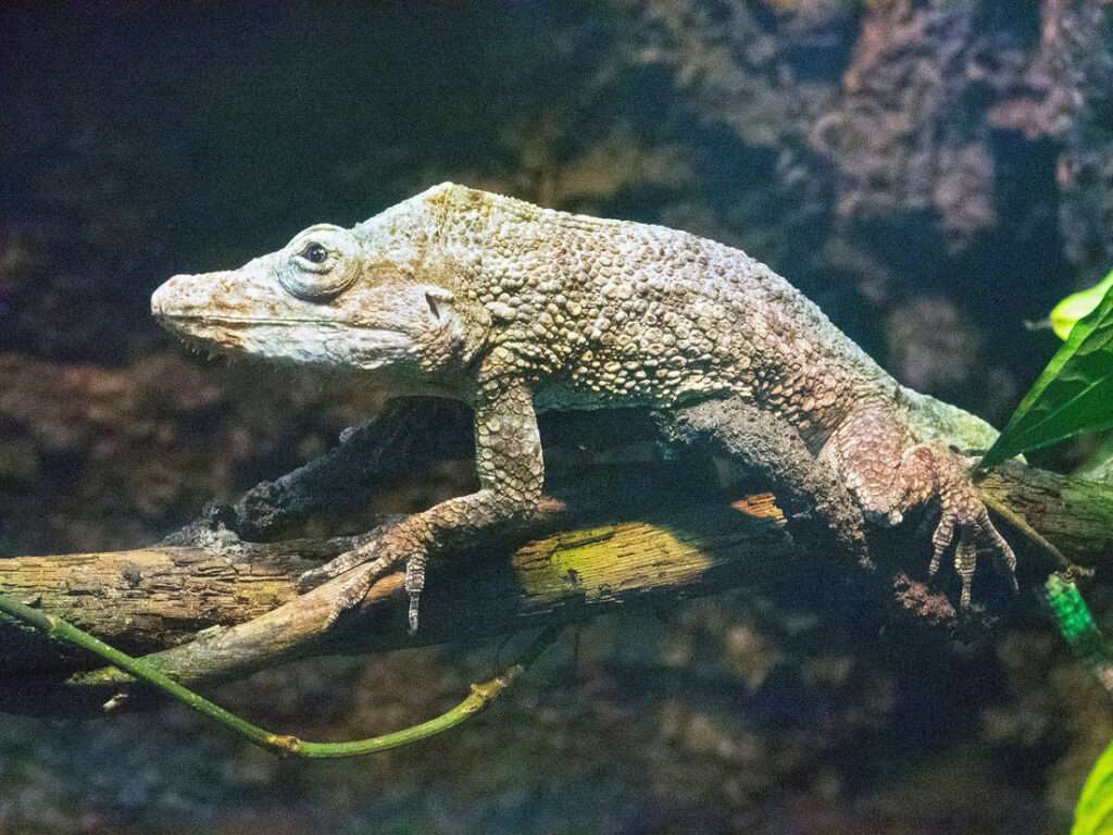 Cuban false chameleons