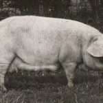 Cumberland-pig