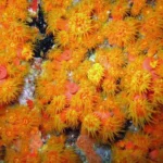 Cup Coral