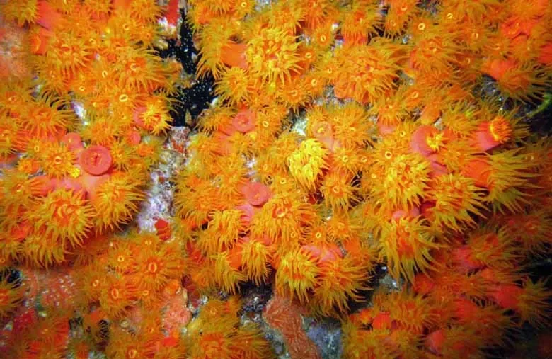 Cup Coral