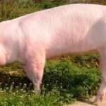 Danish Landrace Pig