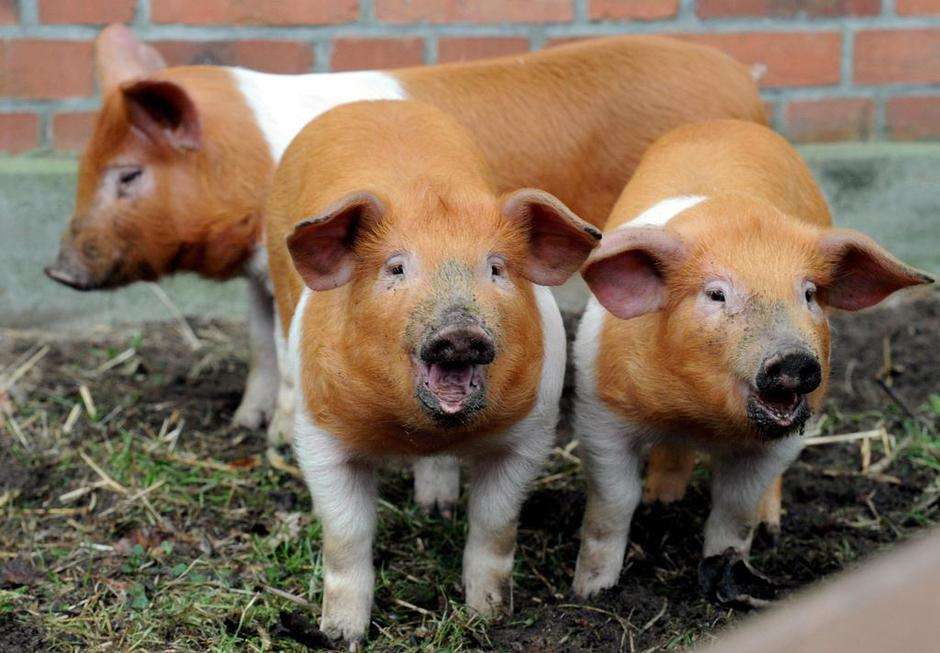 Danish Protest Pig