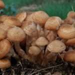 Dark Honey Fungus