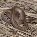 Dekay’s Brown-Snake