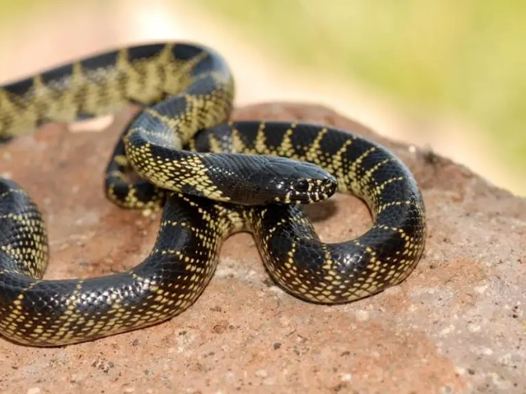 Desert-Kingsnake-768x576