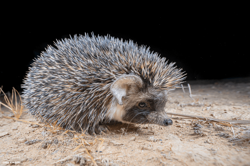 Desert_Hedgehog