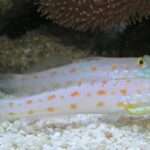 Diamond Watchman Goby