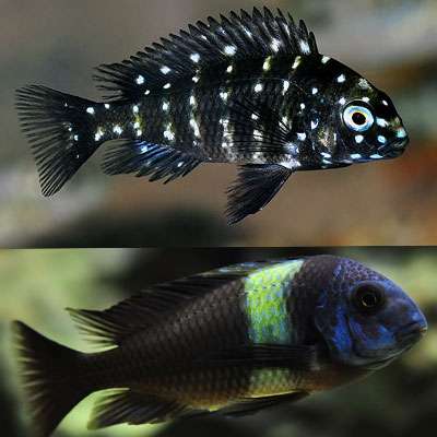 Duboisi Cichlid fishes