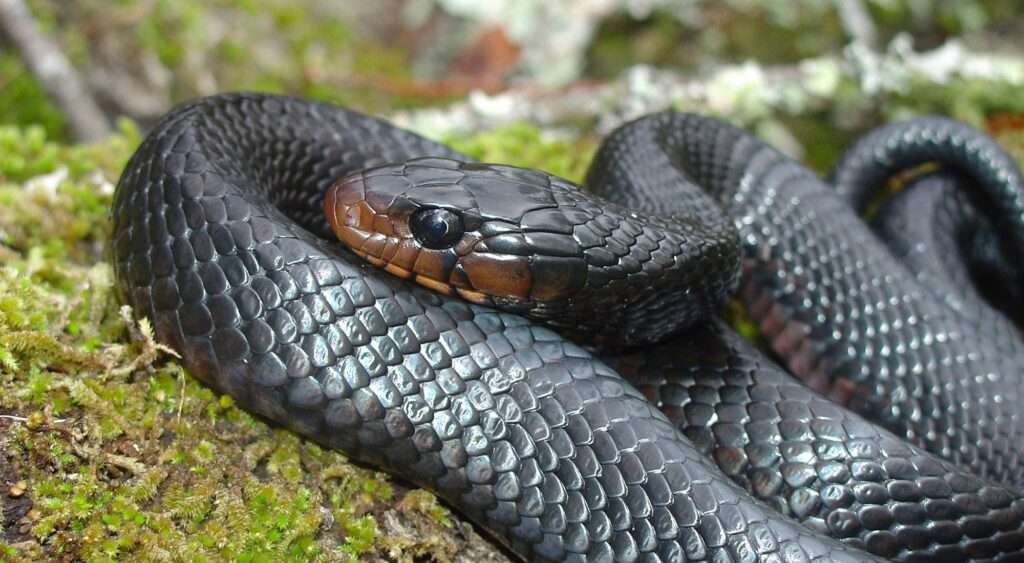 Easterm indigo snake