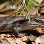 Blue Tongue Lizard (Tiliqua Scinciodes)