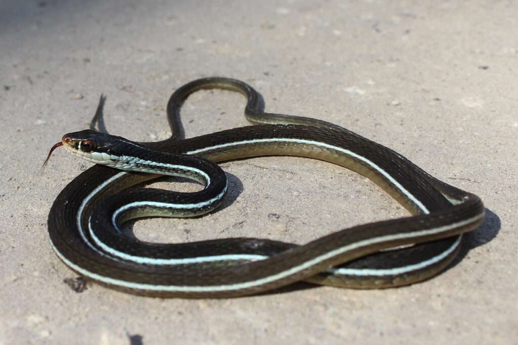 Eastern-Ribbon Snake