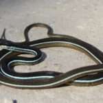 Eastern-Ribbon Snake