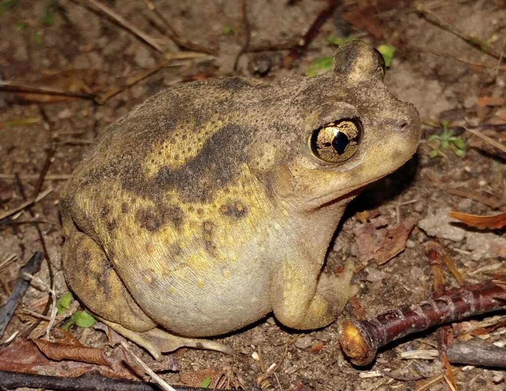 Eastern Spadefoot Toad.