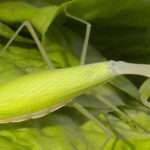 Egyptian Pygmy Mantis.