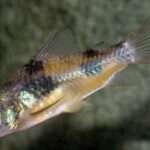 Ehrhardt's corydoras fish