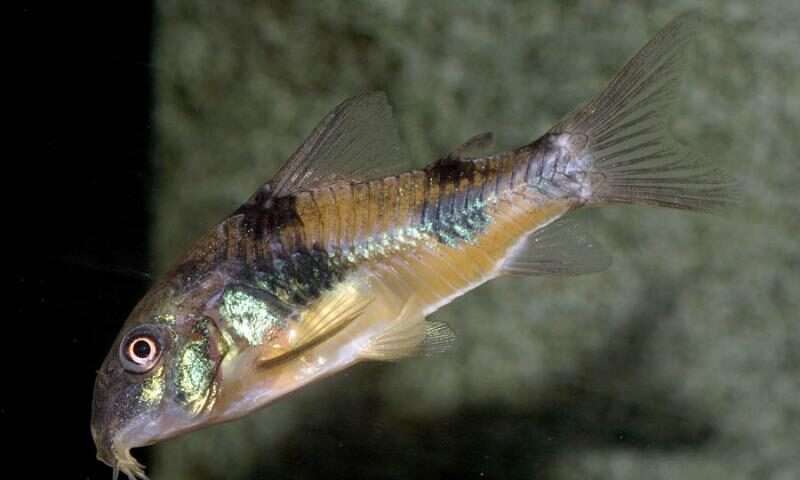 Ehrhardt's corydoras fish