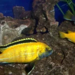 Electric Yellow Lab fish