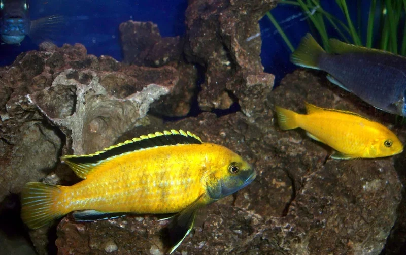 Electric Yellow Lab fish