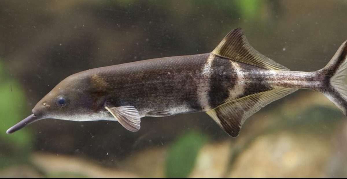 ElephantnoseFish_