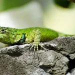 Emerald Swift Lizards