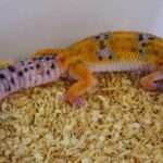 Emerine Leopard Gecko