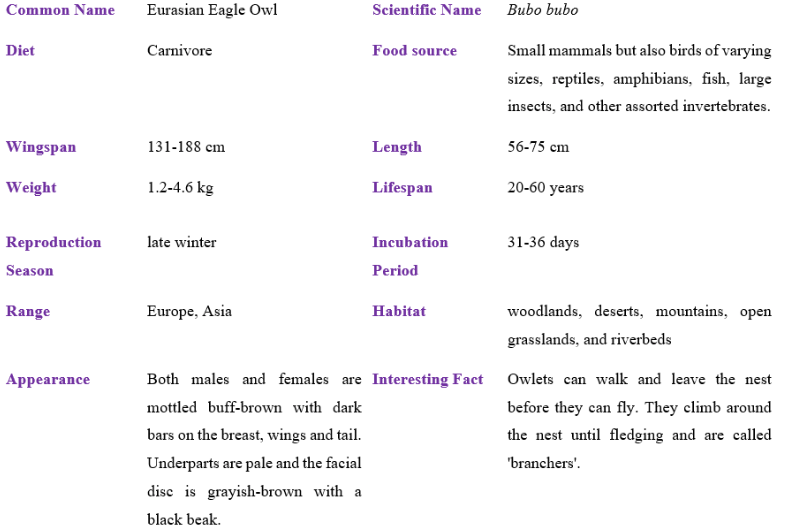 Eurasian Eagle Owl table