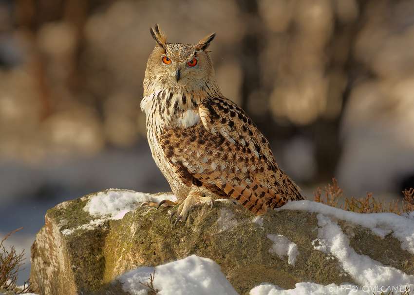 Eurasian Eagle Owl.