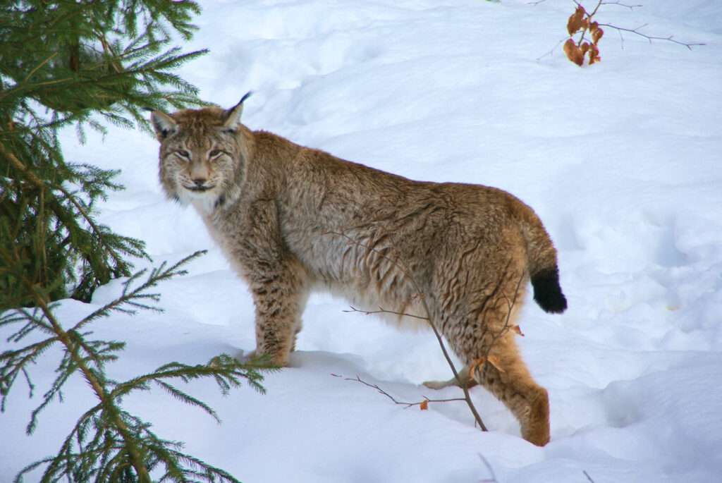 Eurasian lynx