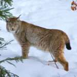 Eurasian lynx