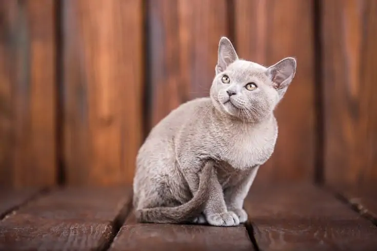 European-Burmese-cat
