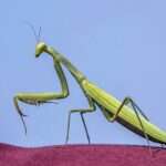 European Mantis
