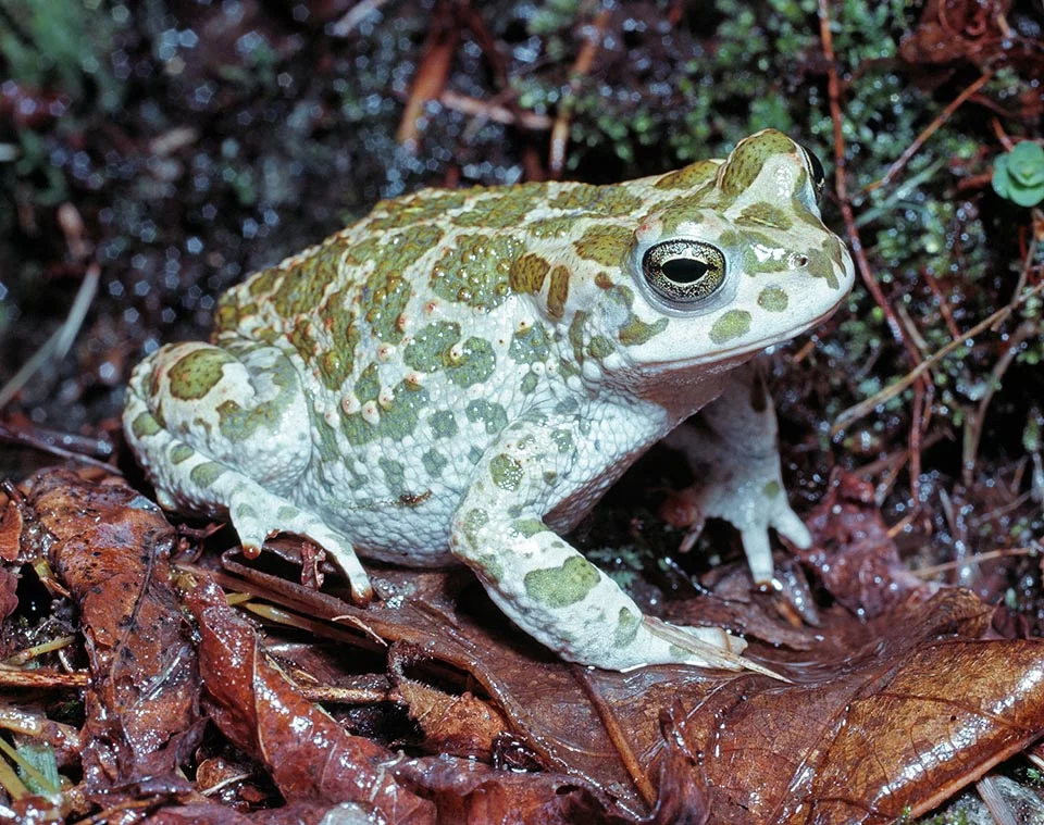 European green toad.