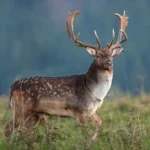 Fallow-Deer-Buck