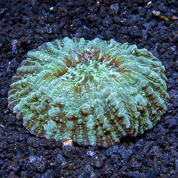 Fancy Doughnut Coral