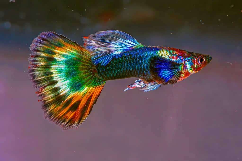 Fancy Guppy