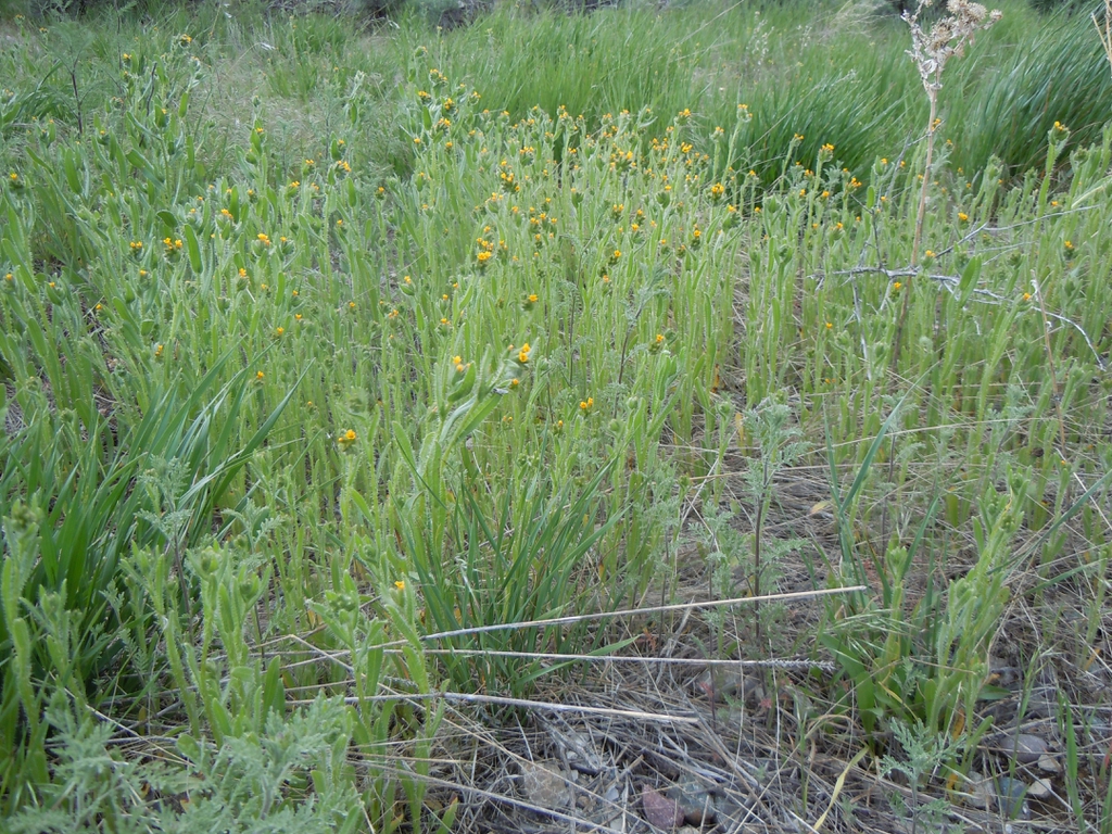 fiddleneck