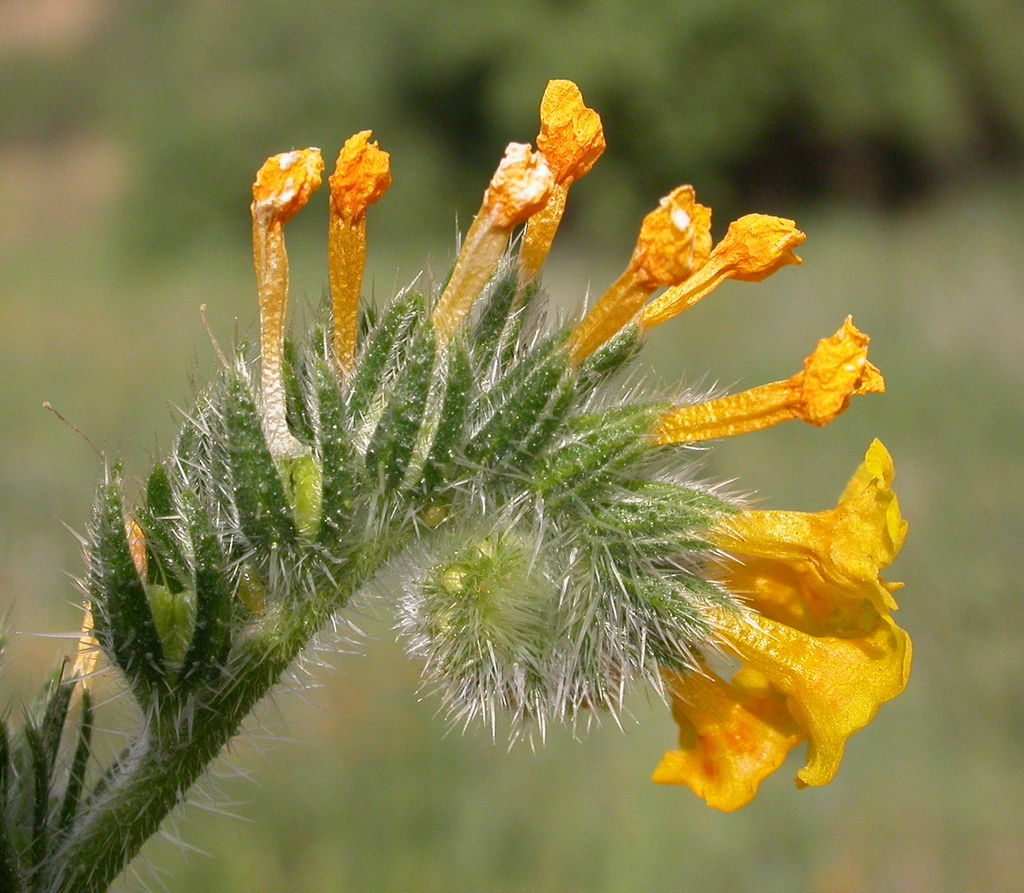 Fiddlenecks