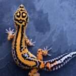 Firebold Leopard Gecko