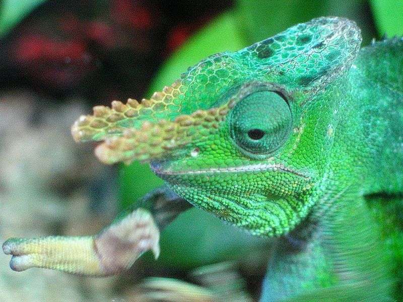 Fischer's Chameleon